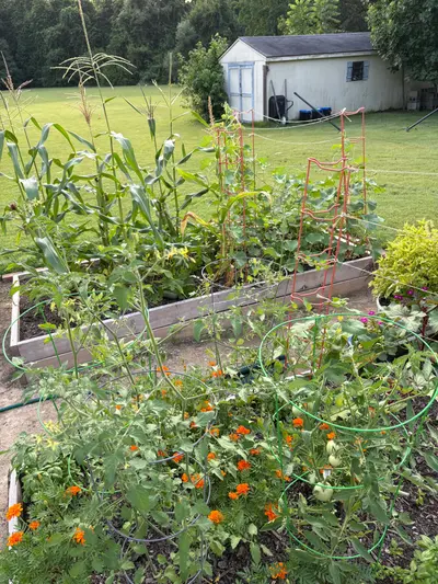 Garden photo