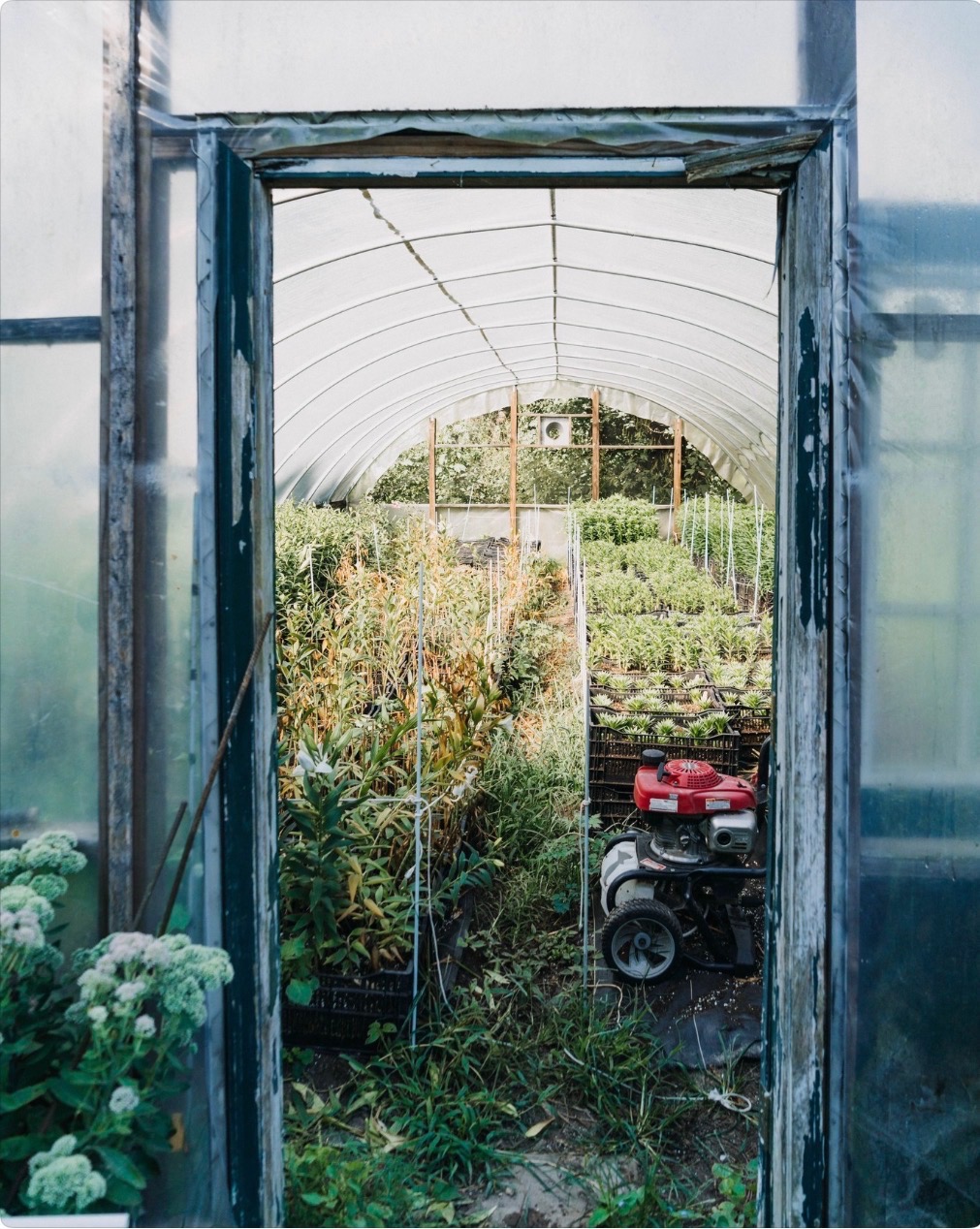 Dripping Springs Garden photo