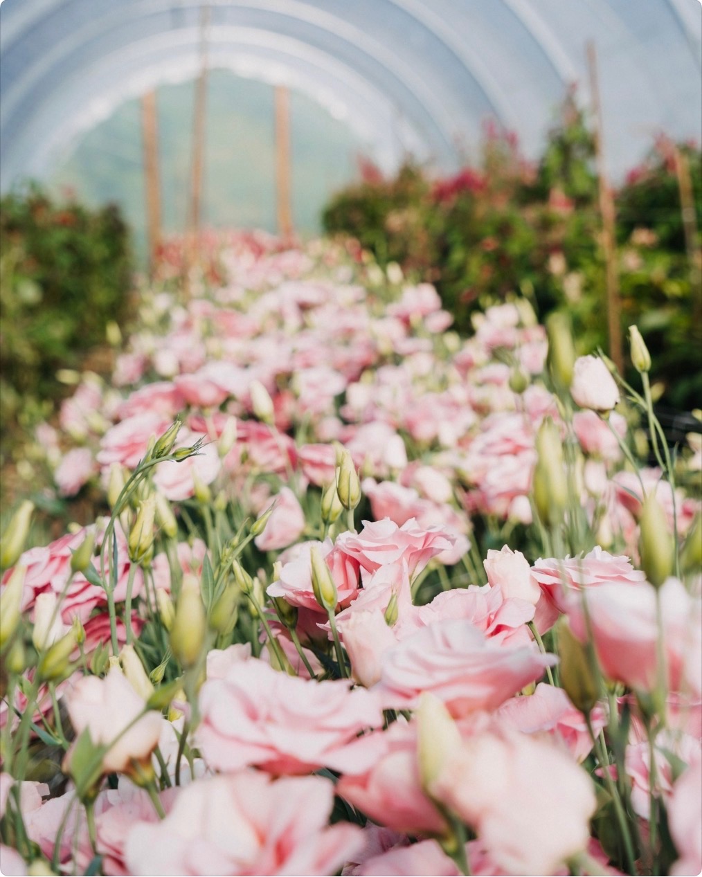 Dripping Springs Garden photo