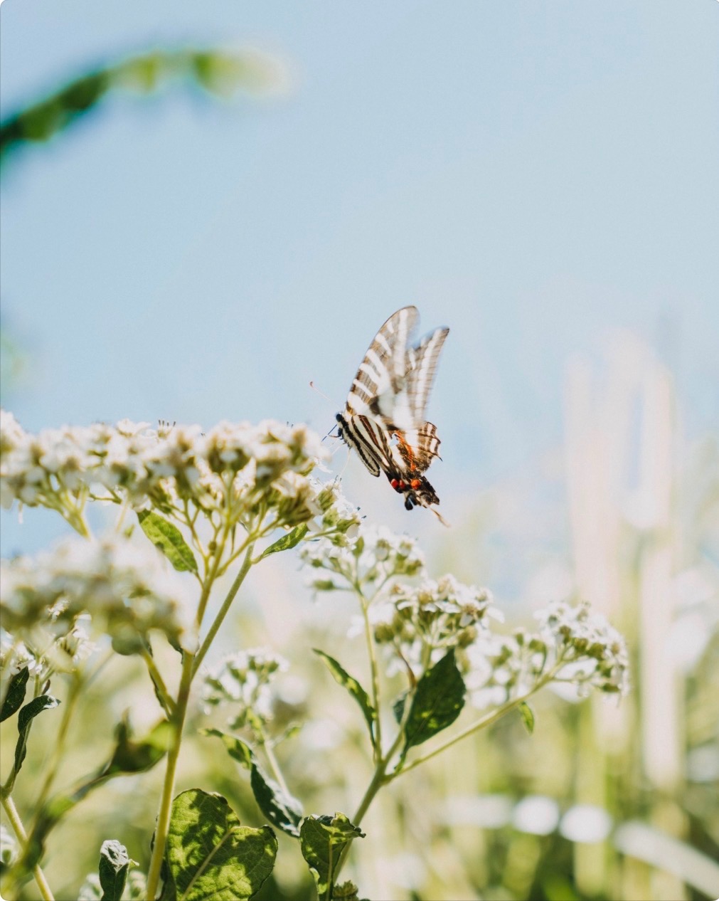 Dripping Springs Garden photo