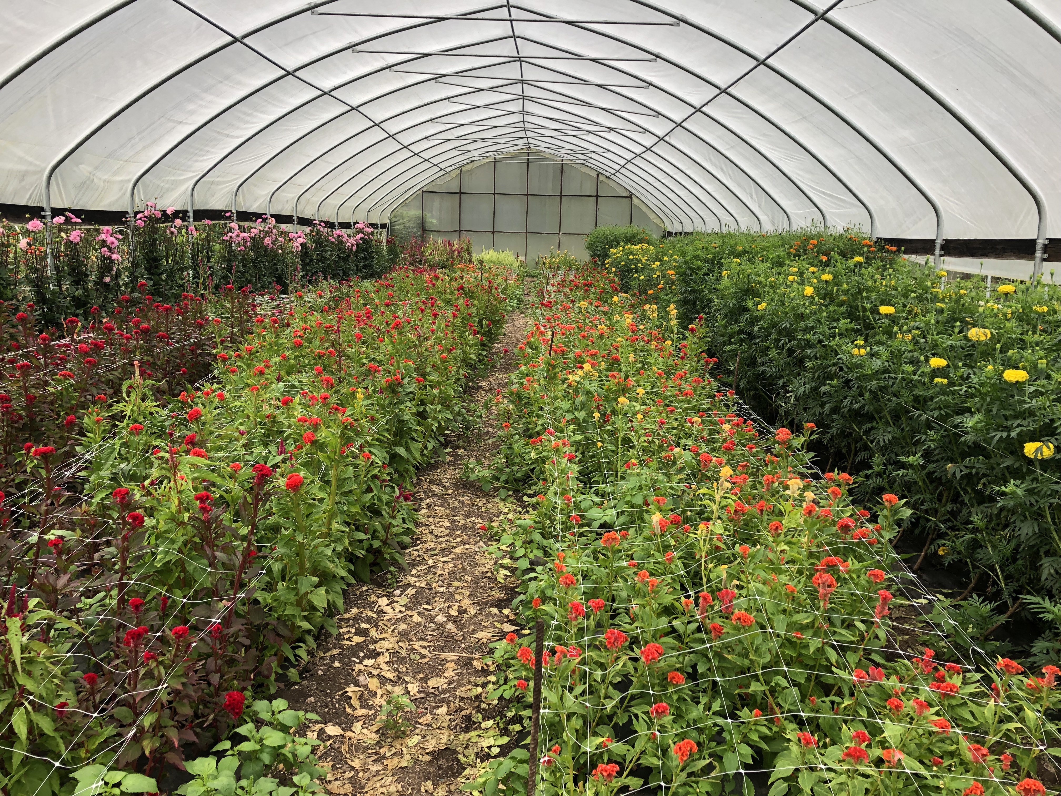 Dripping Springs Garden photo