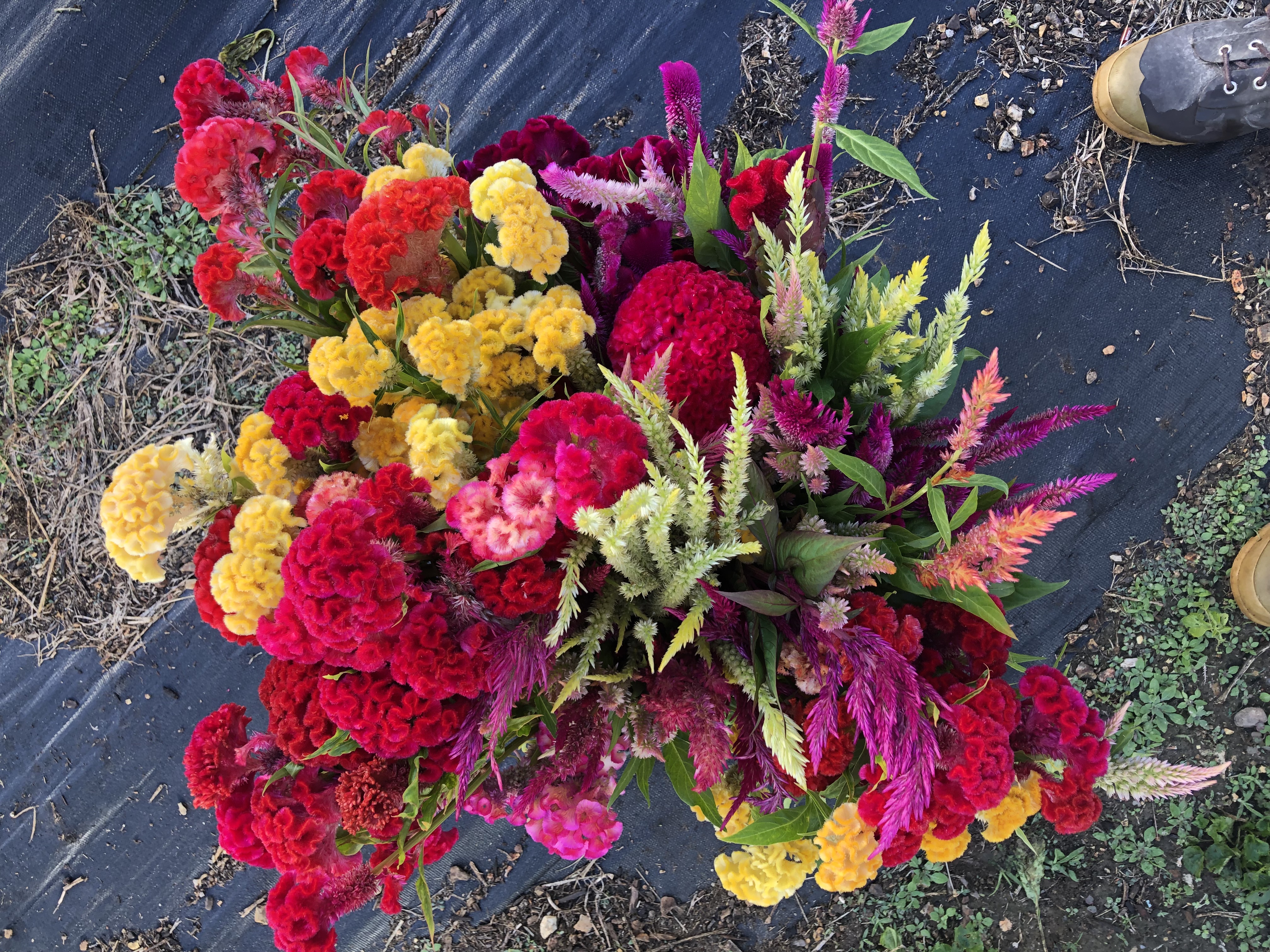 Dripping Springs Garden photo