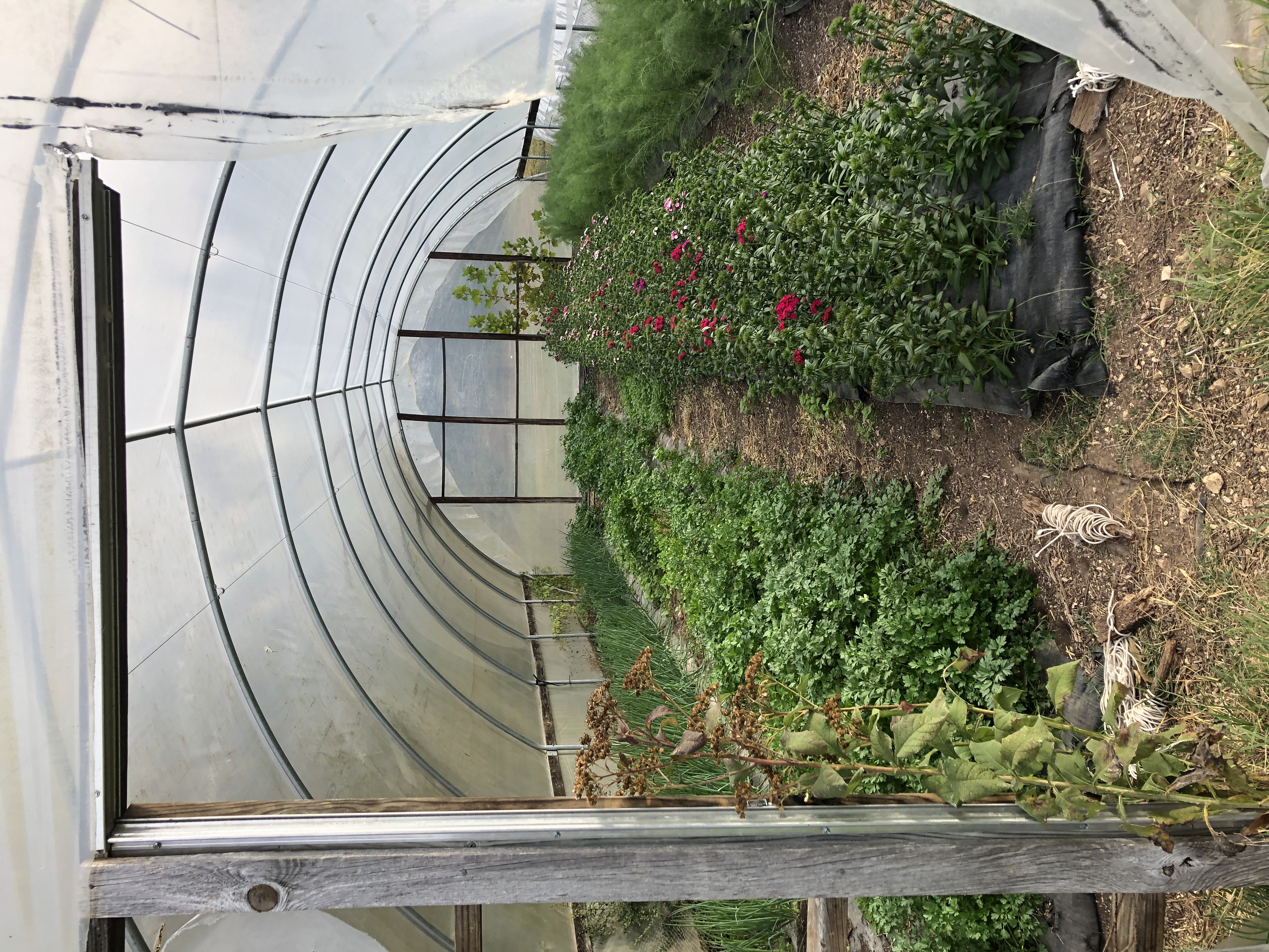 Dripping Springs Garden photo