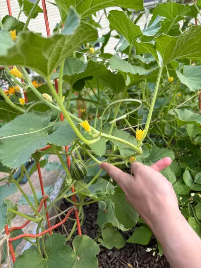 Garden photo