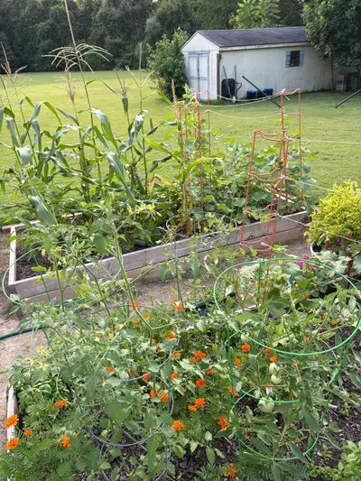 Garden photo