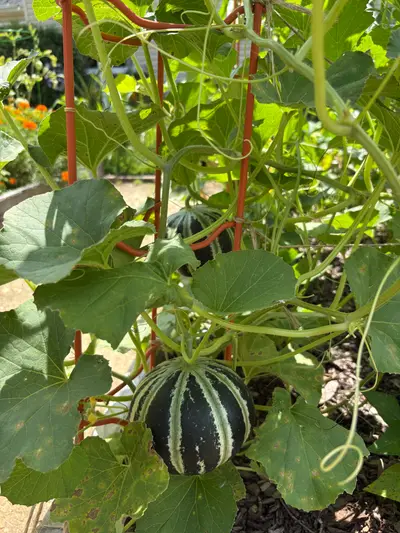 Garden photo