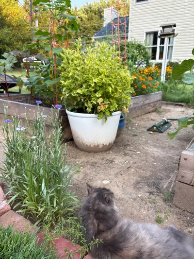 Garden photo