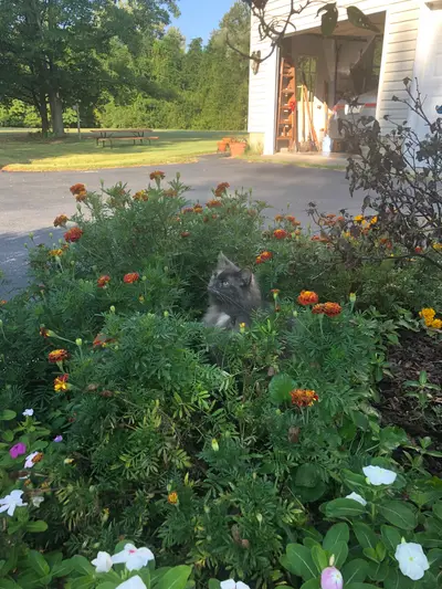 Garden photo