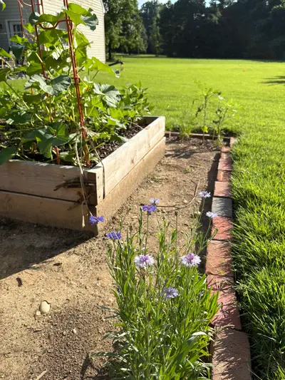 Garden photo