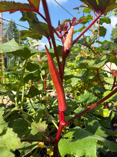 Garden photo
